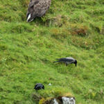 White tailed sea eagle and hooded crows - Syke, UK