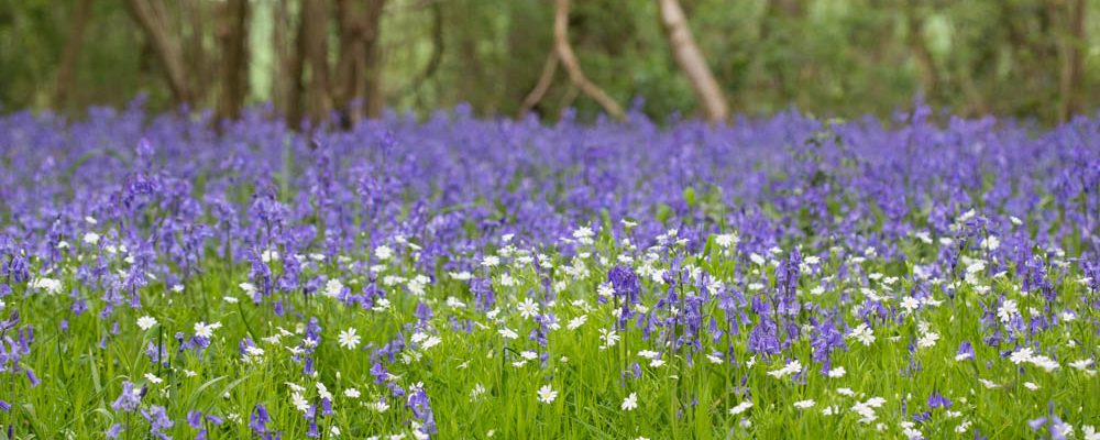 Bluebells