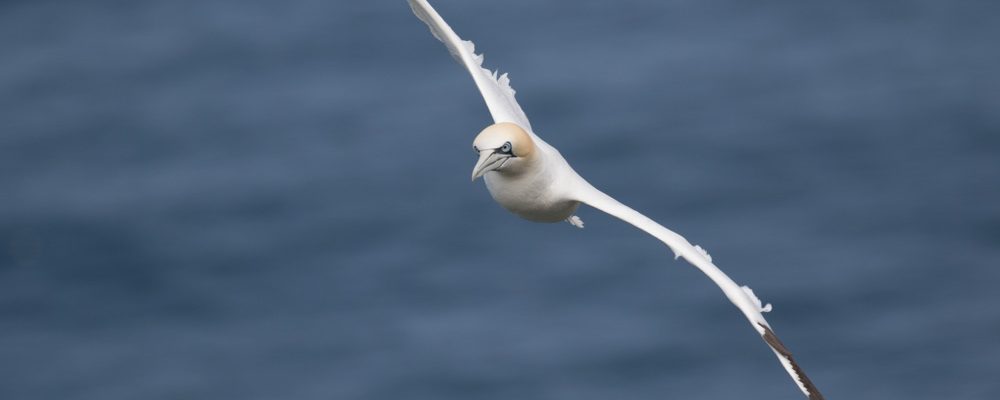 Seabirds of Bempton, UK