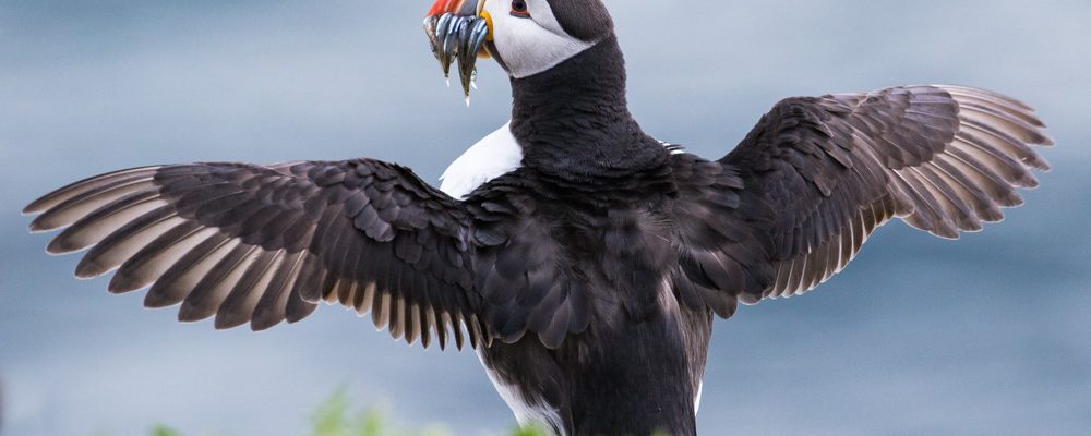 Birds of the Farne Islands, UK