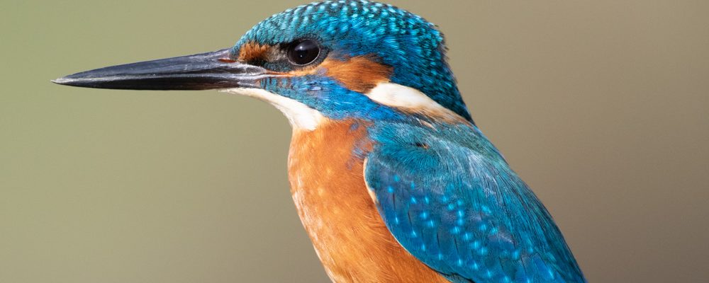 Common Kingfisher – UK