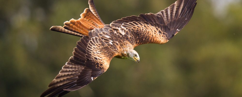 Red Kites – UK