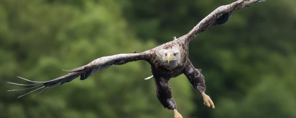 White Tailed Sea Eagles – Isle of Skye, UK