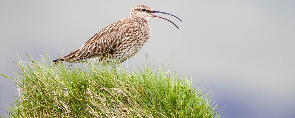 Birds of Iceland